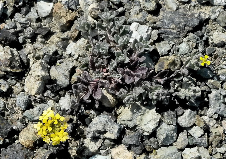 Odontarrhena bertolonii (=Alyssum bertolonii) / Alisso di Bertoloni